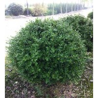 本场特供各种萧山精品苗木