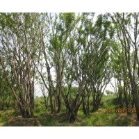 今年10公分朴树价格 12公分朴树价格 15公分朴树价格