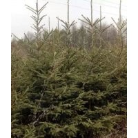 经营的品种云杉和青扦