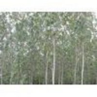 专供毛白杨 山西毛白杨批发 雄株毛白杨出售