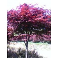 3-20公分早樱，晚樱，2-15公分，红枫2-15公分