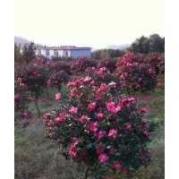 长期供应樱花红枫，青枫，羽毛枫，垂丝海棠