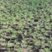 供应20公分白皮松，油松杯袋苗