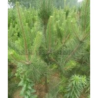 春季油松苗木怎样修剪