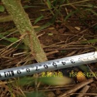 清地处理皂角树苗 当年苗 两年苗