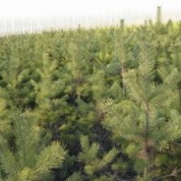 低价出售大量油松樟子松