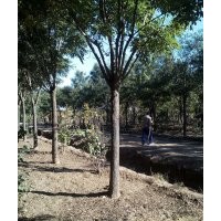 沧州绿茵苗圃大量出售国槐,白蜡,山桃树