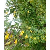 出售梧桐树9——12公分的