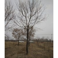 常年供应国槐 白蜡 枣树 等各种优质苗木