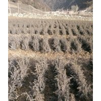 出售云杉、圆柏等苗木