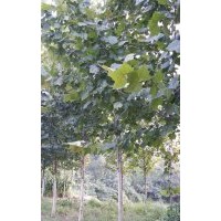 供应法桐