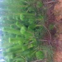 供应莒南黑松苗 黑松苗木