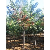 供应大叶丝棉木