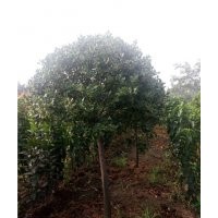 供应高杆扶芳藤球