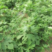 构树苗,鑫森源,构树苗生产基地