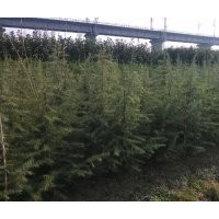 主产：雪松广玉兰白玉兰红叶石楠等苗木