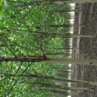 曲阜市浩瀚园林有限公司苗木基地