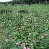 3公分木槿树大量低价出售