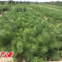 50公分营养杯白皮松大量出售