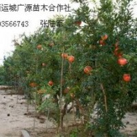 5、6公分石榴树低价优惠供应