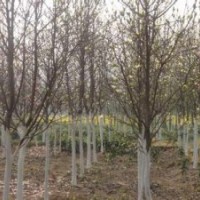 白玉兰小苗.当年白玉兰芽苗价格.当年白玉兰小苗