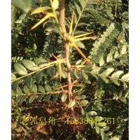 正宗大刺 皂角树苗