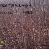 花椒苗大量低价出售货源充足