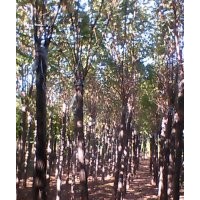 河北香花槐 嫁接香花槐