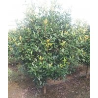 本场特供各种萧山精品苗木