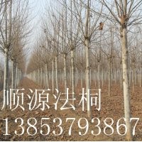 18公分法桐三年冠 15公分法桐两年帽 湖南 湖北 全天报价 厂家