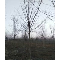 7.5公分速生国槐打号，大量供应6-8公分国槐，2-3公分速生白蜡苗