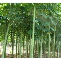 大量供应10公分青桐价格 15公分青桐价格 南京青桐基地