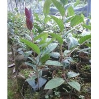 供应原生防普金花茶扦插小苗