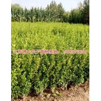 供应瓜子黄杨价格#40高瓜子黄杨价格报价【量大价低】