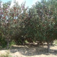 春季八棱海棠苗木/低价供应各种规格