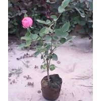 2公分以上栾树苗，国槐苗，月季，蔷薇，紫藤