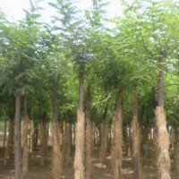 供应 刺槐， 国槐，侧柏