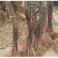 小苗:玉兰小苗，红枫小苗，樱花小苗，西湖海棠小苗