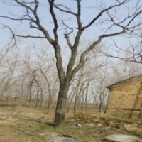 大量销售15公分臭椿价格 20公分臭椿价格