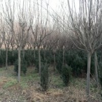 陕西周至苗木供应解决商