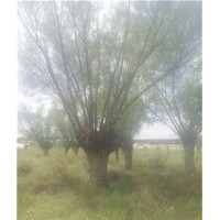 出售7厘米到1米的馒头柳旱柳80公分馒头柳旱柳供应8公分馒头柳50