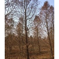 18公分中山杉 18公分中山杉