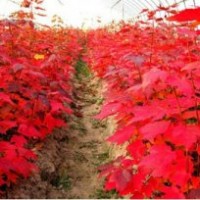 春暖花开红点红枫小苗火热销售中