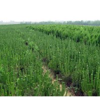 供应80公分以上油松苗