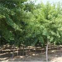 山东淄博10-13CM五角枫