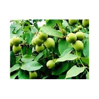 大量供应山西运城优质青皮核桃