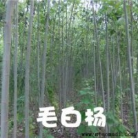 【主营】毛白杨，国槐，法桐，白腊，107，椿树榆树速生柳