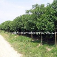 12公分女贞 12公分女贞 12公分女贞