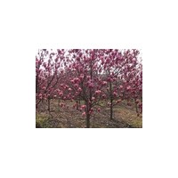 红玉兰价格表 红玉兰 红玉兰树价格