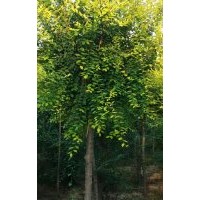 山东冠县6公分金叶榆，榆树，圆冠榆，丝棉木，毛白杨，北栾